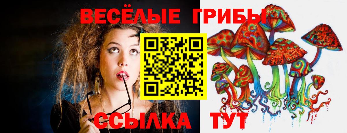 Галлюциногенные грибы Psilocybine cubensis Ачинск